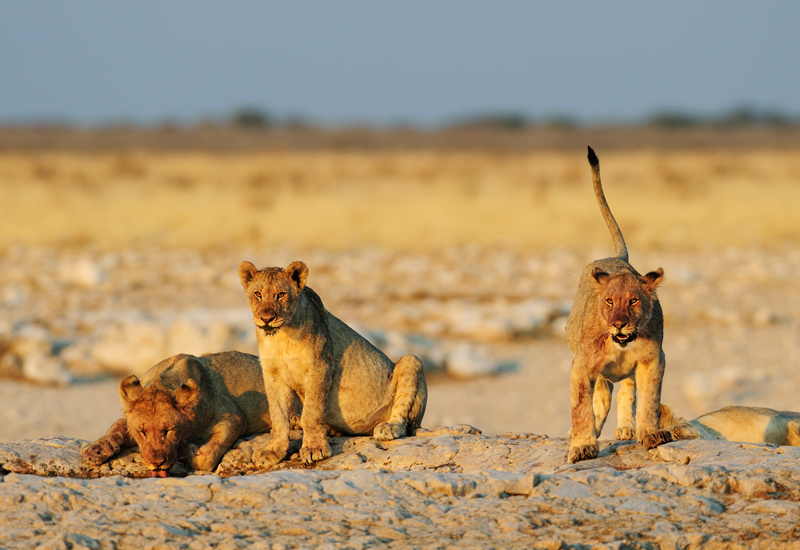 Tsalala males drinking from a waterhole
