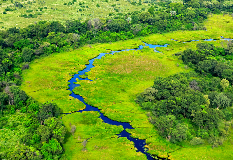 Full rivers and green vegetation of the Okavango Delta during the green season.