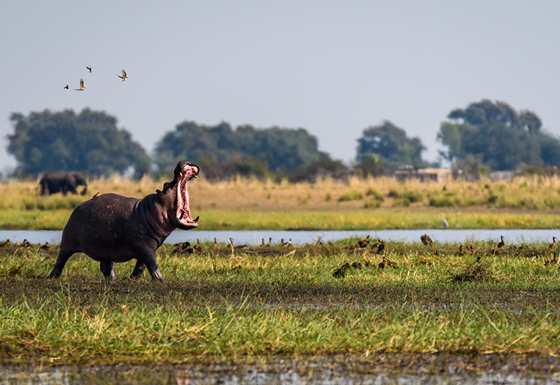 hippo and elephant sighting at the Chobe River