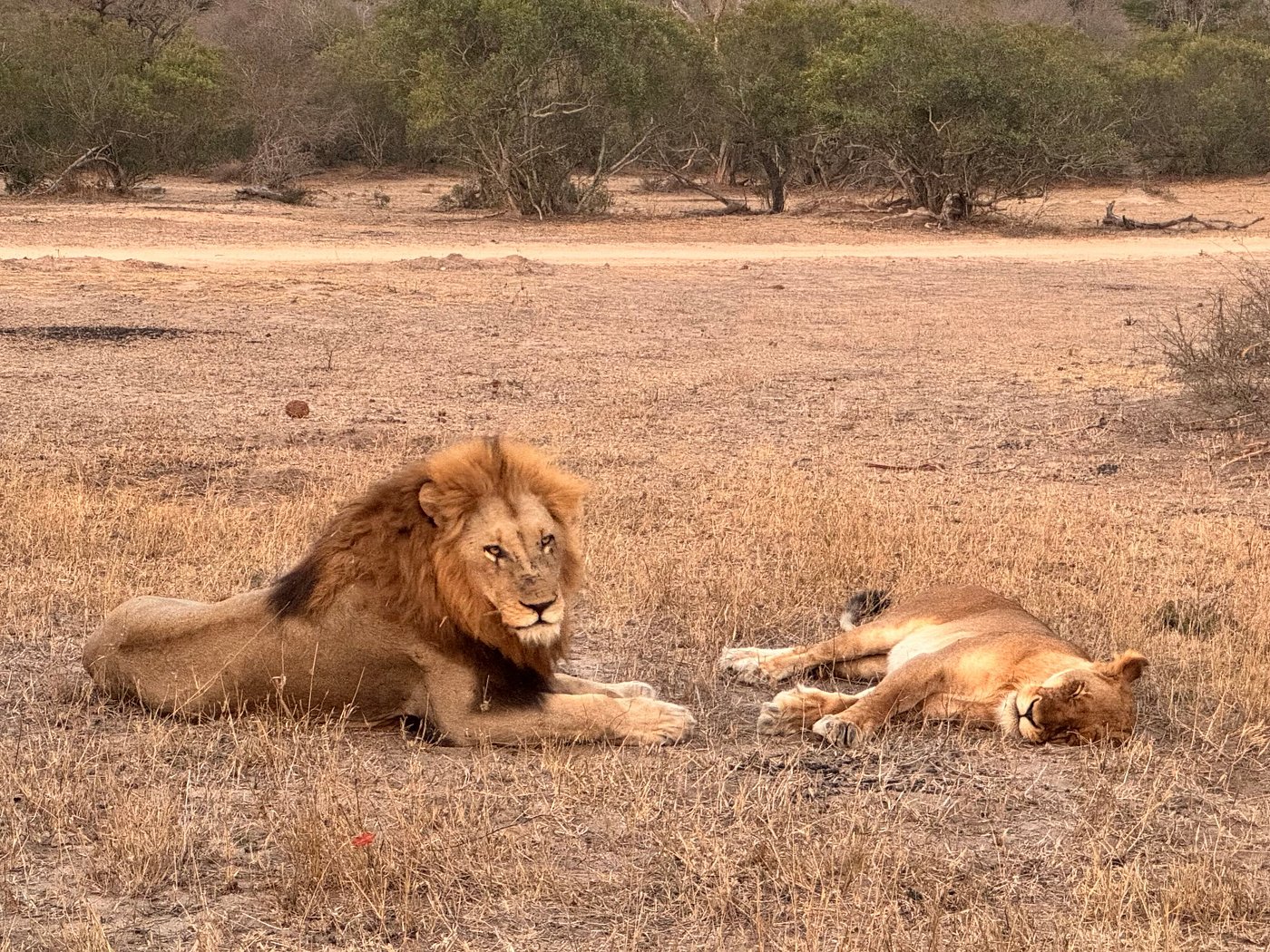 Pictures of wildlife taken in the Kruger by one of our guests