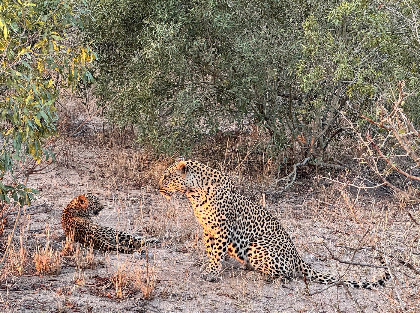 Pictures of wildlife taken in the Kruger