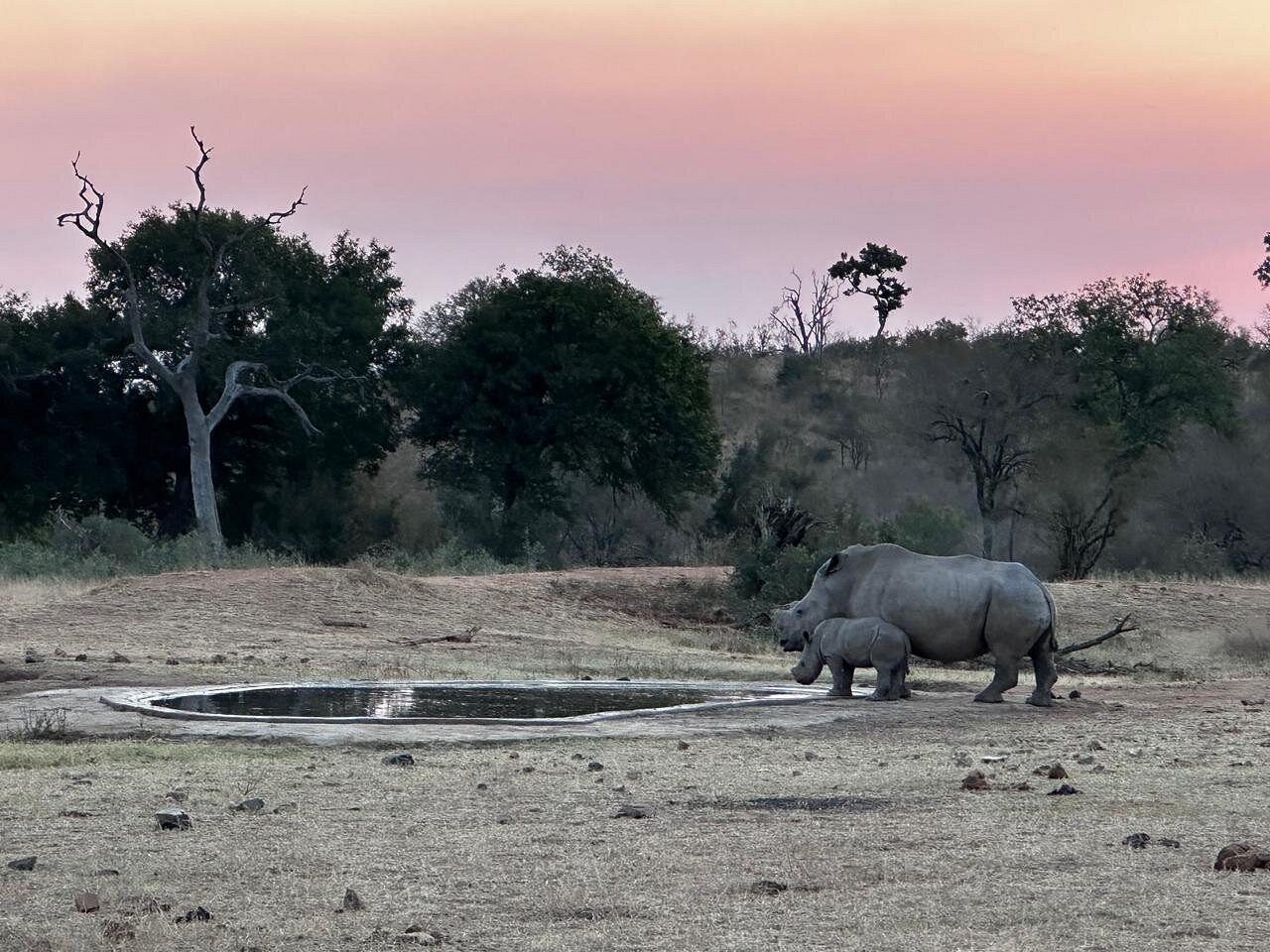 Great Kruger Park pics from our guest who stayed in Kruger Park, Victoria Falls & Chobe