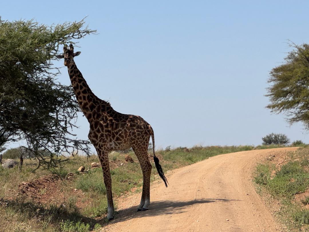 Our guests in the Serengeti who did a full safari in Tanzania that included Ngorongoro Crater next