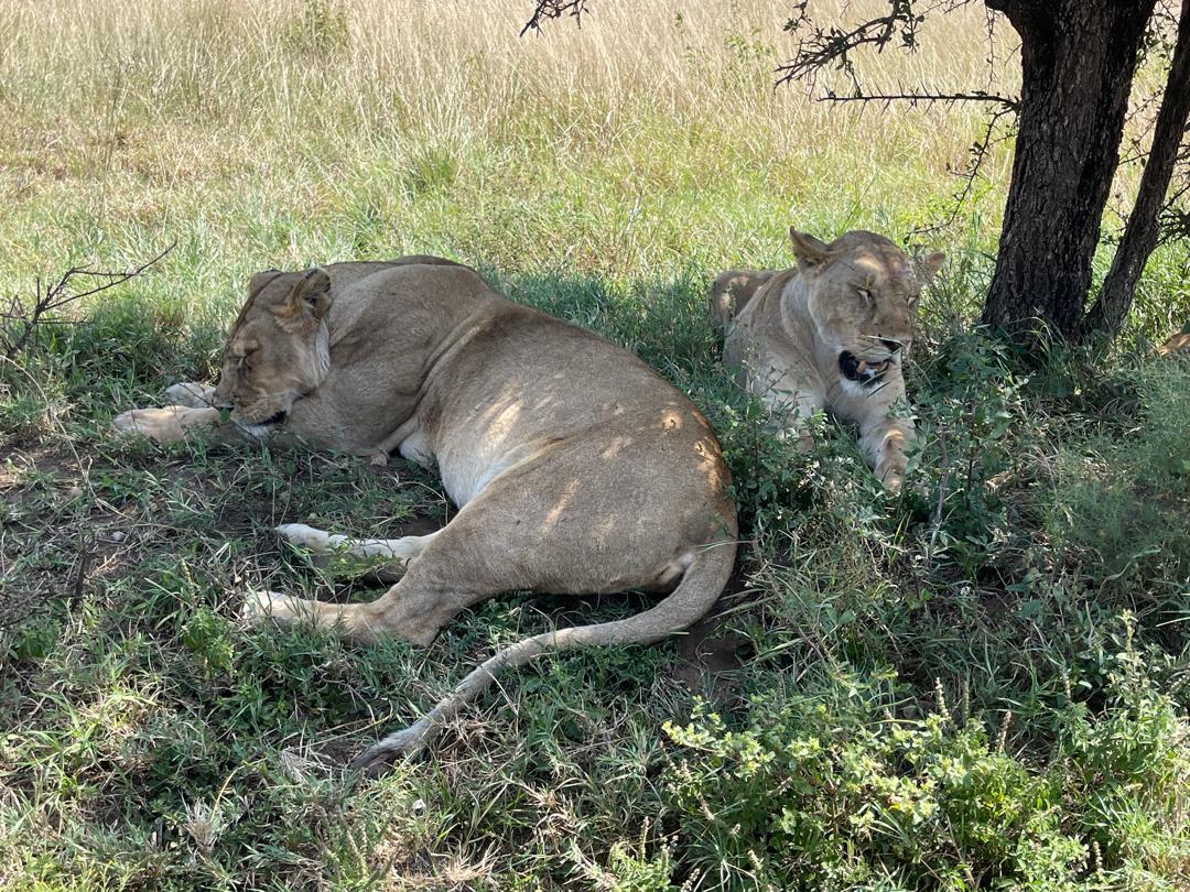 Our guests in the Serengeti who did a full safari in Tanzania that included Ngorongoro Crater next
