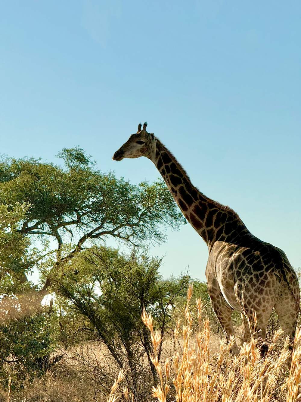 Our consultant Mel arranged this 5-star safari for our guest Emily and her Mom from the US who spent 4 nights in Simbavati Hilltop and took fabulous photos