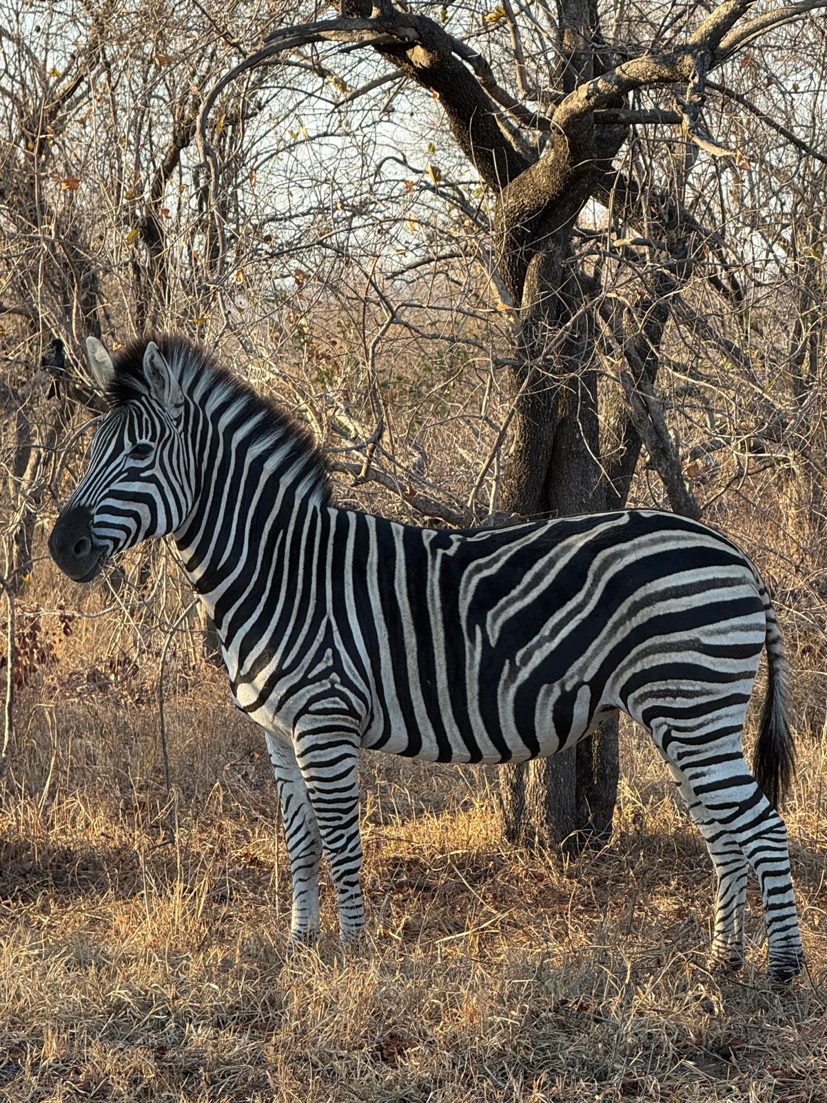 Enjoy these incredible photos captured by one of our guests during their unforgettable stay in Kapama Private Game Reserve—from the heart of Southern Camp to the luxury of Karula Lodge.