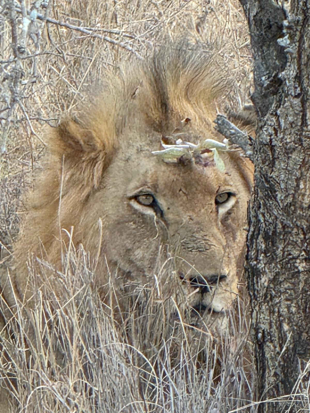 Incredible photos captured by one of our guests during their unforgettable stay in Kapama Private Game Reserve—from the heart of Southern Camp to the luxury of Karula Lodge.