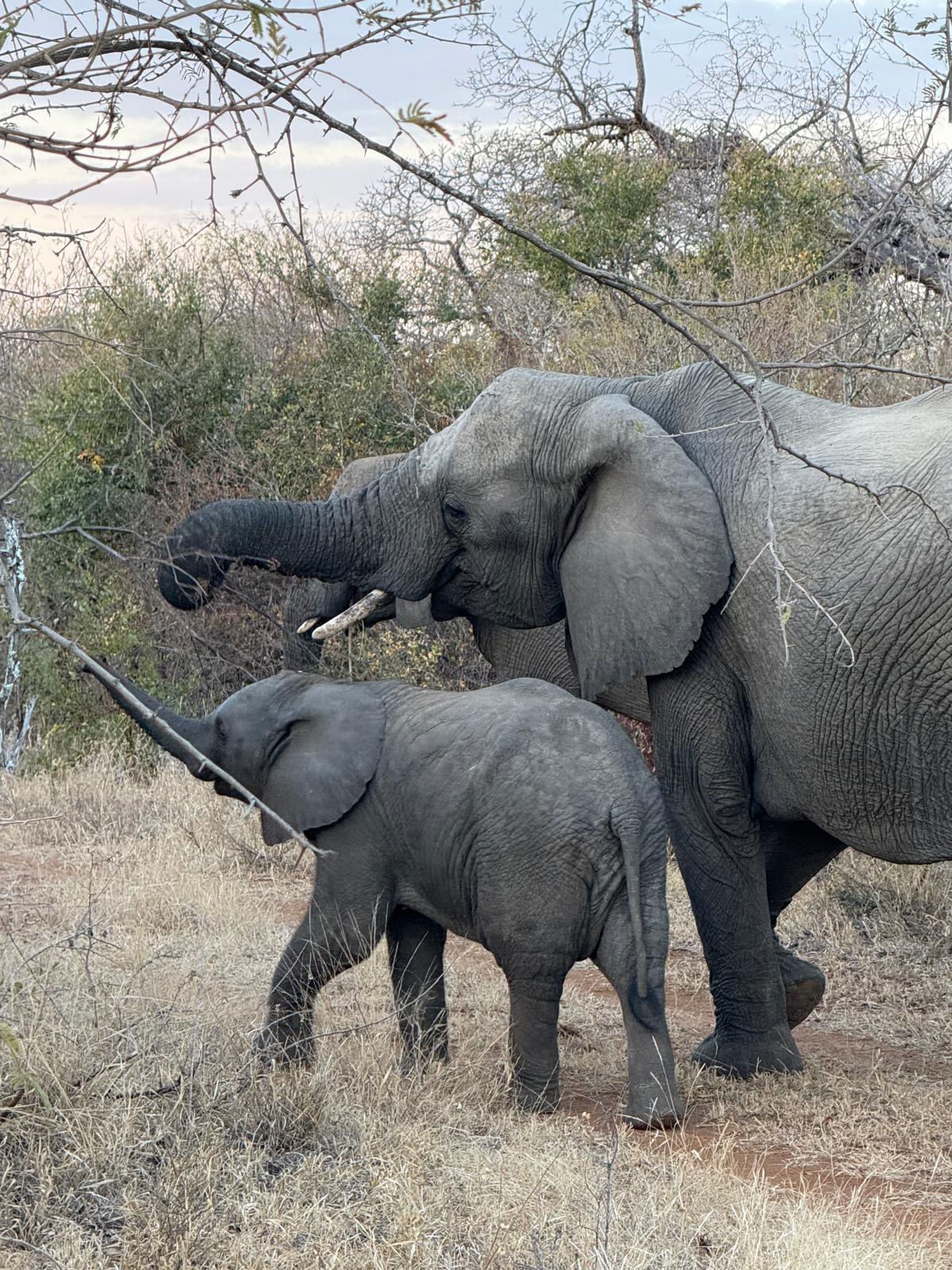 Incredible photos captured by one of our guests during their unforgettable stay in Kapama Private Game Reserve—from the heart of Southern Camp to the luxury of Karula Lodge.