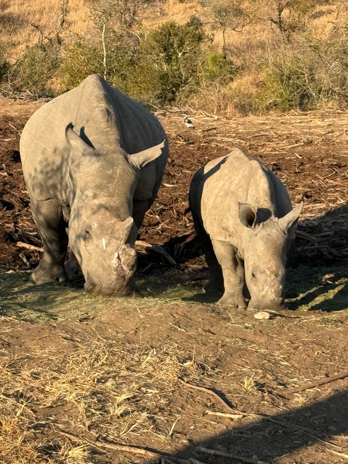 Incredible photos captured by one of our guests during their unforgettable stay in Kapama Private Game Reserve—from the heart of Southern Camp to the luxury of Karula Lodge.